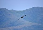 Monniksgier (cinereous vulture) Aegypius monachus - Hustai Nuruu 09-08-2016 (3)